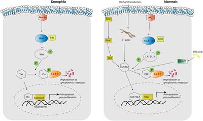 Hippo Signaling in the Liver – A Long and Ever-Expanding Story